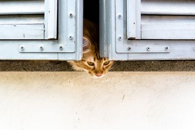 Portrait of cat sitting