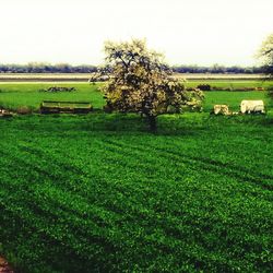 Scenic view of grassy field against sky