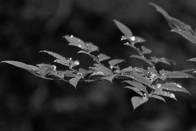 Close-up of raindrops on leaves