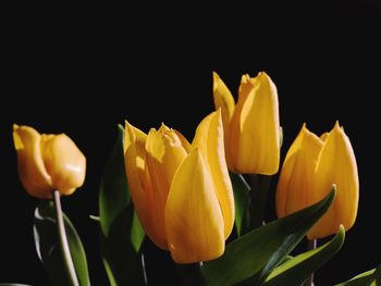 Close-up of yellow flowers over black background