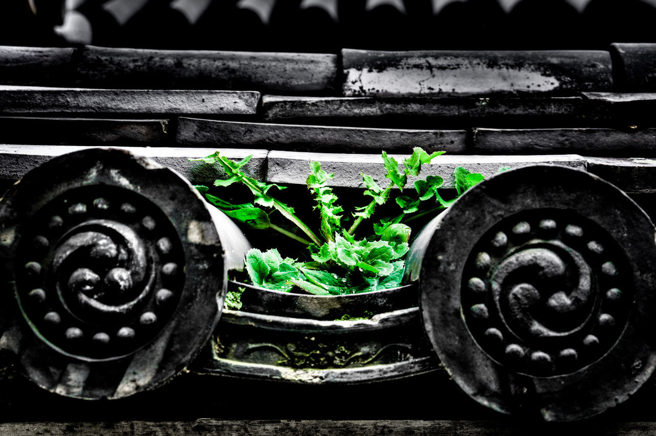 plant, growth, flower, close-up, potted plant, metal, green color, nature, day, no people, outdoors, old, rusty, leaf, high angle view, abandoned, focus on foreground, wheel, front or back yard, wall - building feature