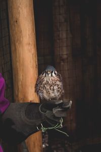 Person holding bird perching on hand
