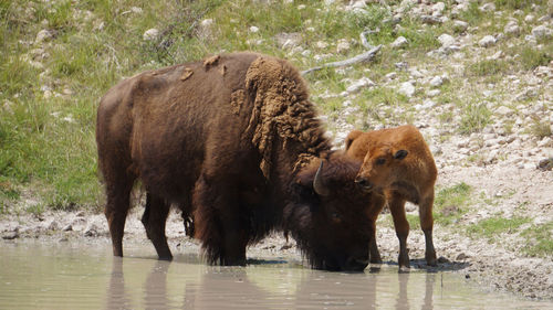 Portrait of two horses in water