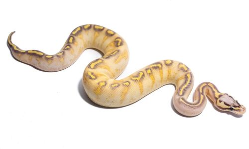 Close-up of snake against white background