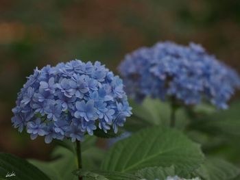 Close-up of purple flowers blooming outdoors