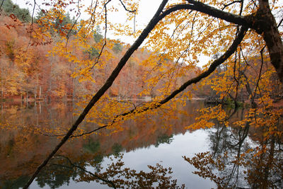 Scenic view of lake by trees during autumn