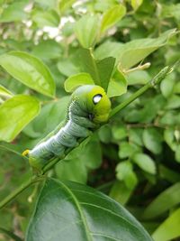 Close-up of insect on leaf