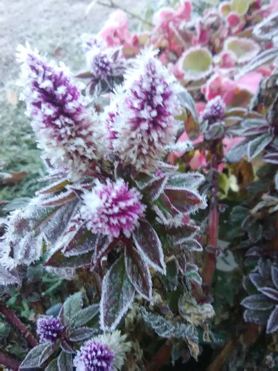 CLOSE-UP OF PURPLE FLOWERING PLANT