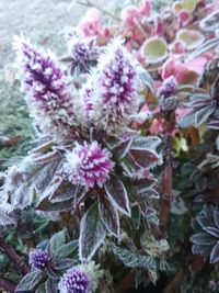 Close-up of pink flowering plant