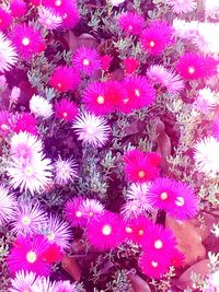 Close-up of purple flowers blooming outdoors