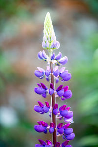 Close-up of purple flowering plant