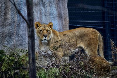 Cat in a zoo