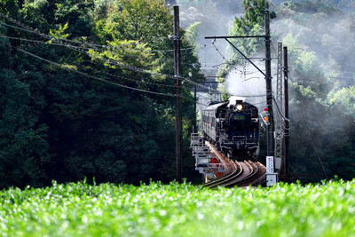 Train amidst trees