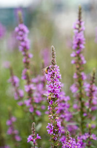 Close-up of insect on purple flowering plant