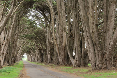Road amidst trees in forest