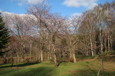 Bare trees on field in forest against sky