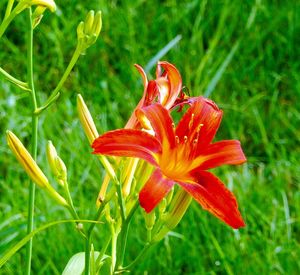 Close-up of red flower