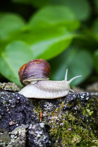 Close-up of snail on rock