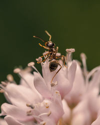 Close-up of insect on flower