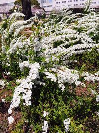 White flowers growing on tree