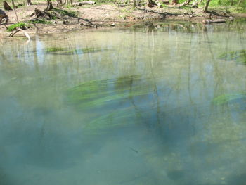 Reflection of trees in lake