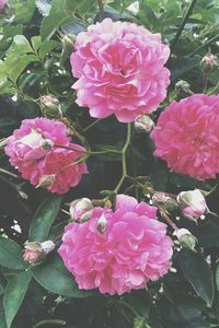 Close-up of pink flowers