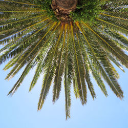 Low angle view of pine tree against sky