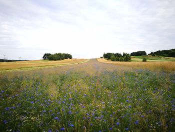 Scenic view of field against sky