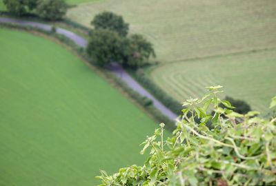 Close-up of fresh green plant