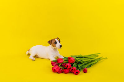 Dogs against yellow background