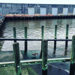 Wooden posts in river