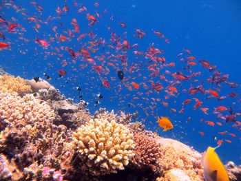 Red sea fish and coral reefs