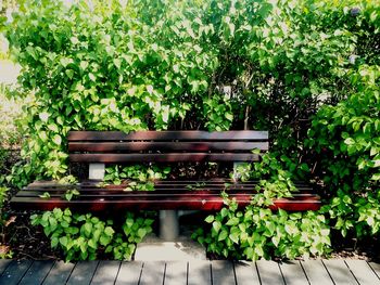 Plants growing on a tree