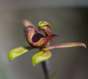 Close-up of flower