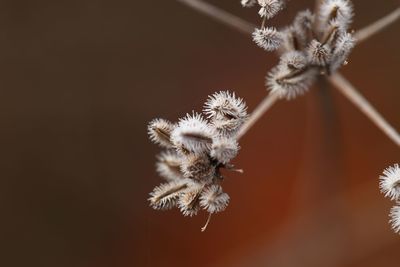 Low angle view of flowering plant against tree