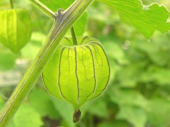 Close-up of green lantern plant