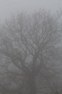 Close-up of bare tree during winter