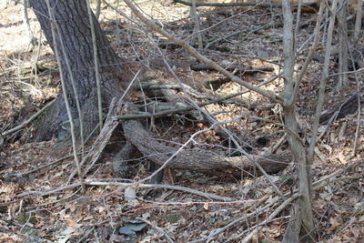 Bare trees in forest