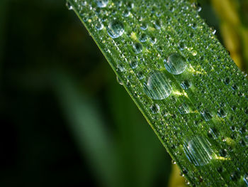 Close-up of wet plant leaves