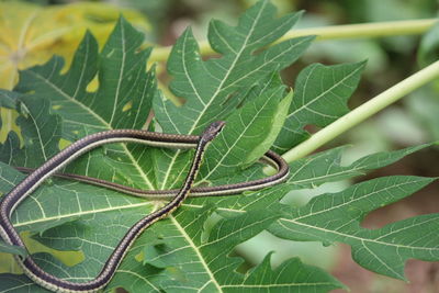 Close-up of insect on leaf