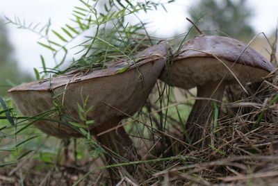 Close-up of dead plant