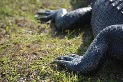 Close-up of turtle on field