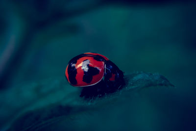 Close-up of ladybug on sea