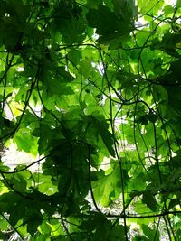 Low angle view of tree leaves