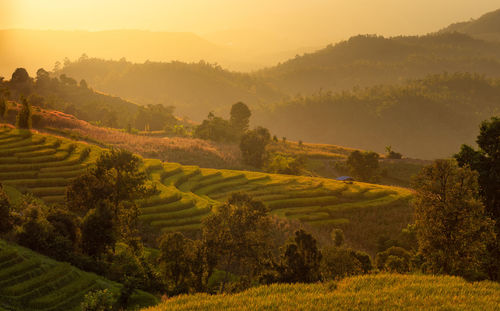 The beautiful rice terraces are located on a mountain at pong piang village,chiang mai province.