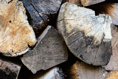 Close-up of logs in forest