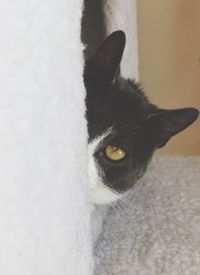 Close-up of cat