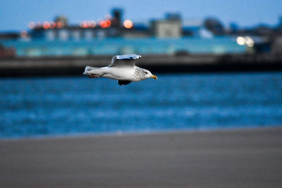 Seagull flying over sea