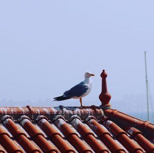 Seagull perching on roof against clear sky
