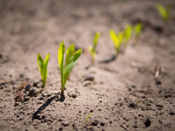 Close-up of small plant growing on field